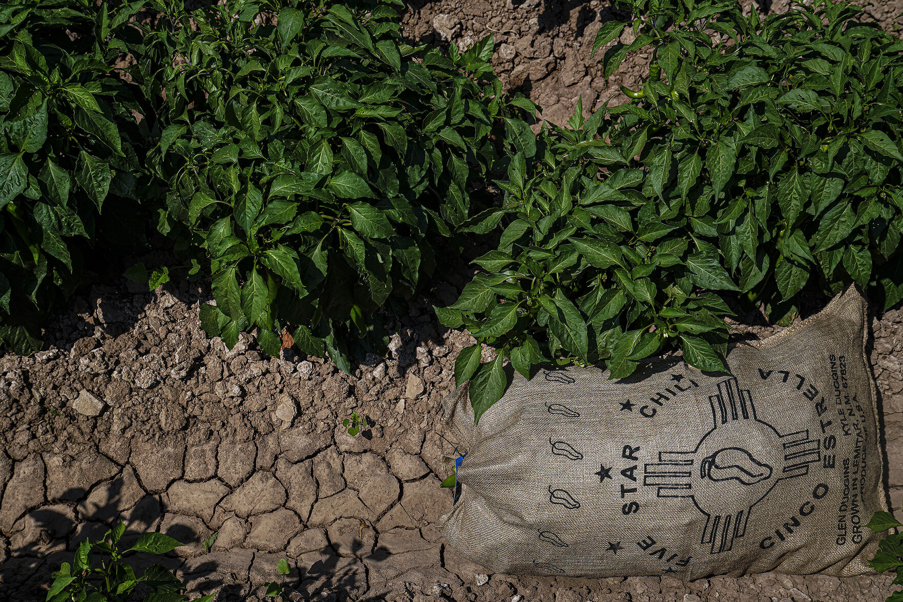083020_DroughtFarmer_08-rgb-.jpg